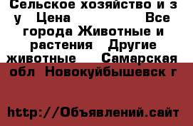 Сельское хозяйство и з/у › Цена ­ 2 500 000 - Все города Животные и растения » Другие животные   . Самарская обл.,Новокуйбышевск г.